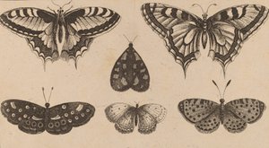 Beş Kelebek ve Bir Güve. by Wenceslaus Hollar