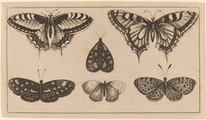 Beş Kelebek ve Bir Güve by Wenceslaus Hollar