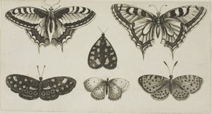 Beş Kelebek ve Bir Güve by Wenceslaus Hollar