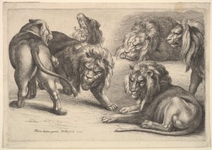 Beş Aslan ve Bir Dişi Aslan, 1646. by Wenceslaus Hollar