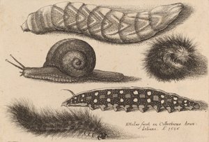 Dört Tırtıl ve Bir Salyangoz, 1646. by Wenceslaus Hollar