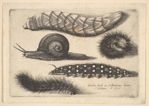 Dört Tırtıl ve Bir Salyangoz, 1646. by Wenceslaus Hollar