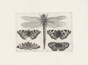 Yusufçuk ve dört kelebek by Wenceslaus Hollar