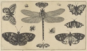 Yusufçuk, uğur böceği ve kelebekler Çeşitli böcekler (dizi başlığı) Diversae Insectorum (dizi adı) by Wenceslaus Hollar