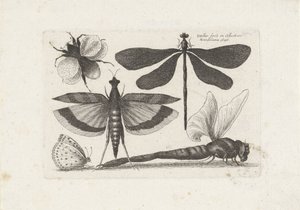 Yusufçuk, kelebek ve yaban arısı Böcekler (dizi adı) Muscarum Scarabeorum (dizi adı) by Wenceslaus Hollar