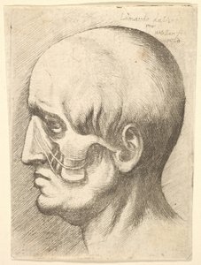 Profilde erkek başı, kasları açıkta, 1660. by Wenceslaus Hollar