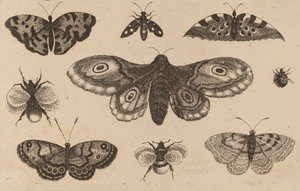 Güve, Kelebekler ve Arılar. by Wenceslaus Hollar