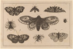 Güve, Kelebekler ve Arılar by Wenceslaus Hollar