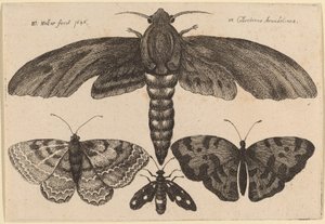 Güve ve Üç Kelebek by Wenceslaus Hollar