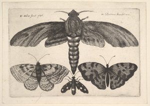 Güve ve üç kelebek, 1646. by Wenceslaus Hollar