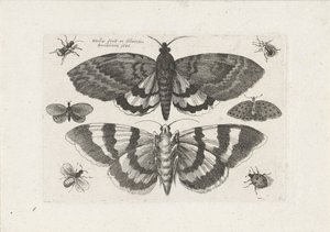 Güveler ve küçük böcekler Böcekler (dizi adı) Muscarum Scarabeorum (dizi adı) by Wenceslaus Hollar