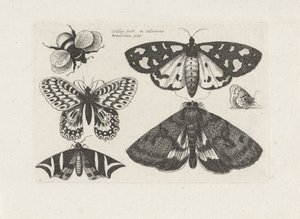 Güveler, kelebekler ve yaban arısı Böcekler (dizi adı) Muscarum Scarabeorum (dizi adı) by Wenceslaus Hollar