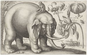 Fil, maymun, çiçekler ve böcekler Bitkiler ve Hayvanlar (dizi başlığı) Animalium Ferarum (nesne üzerinde seri başlığı) by Wenceslaus Hollar