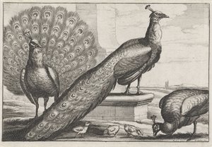 Tavus kuşları Diversae avium türleri (dizi başlığı) Çeşitli kuşlar (dizi başlığı) by Wenceslaus Hollar