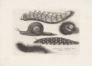Tırtıllar ve bir salyangoz Böcekler (dizi adı) Muscarum Scarabeorum (dizi adı) by Wenceslaus Hollar