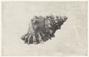 Kabuk, bursa rubeta Kabuklar (seri başlığı) by Wenceslaus Hollar