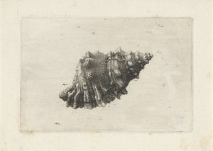 Kabuk, bursa rubeta Kabuklar (seri başlığı) by Wenceslaus Hollar