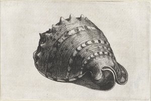 Kabuk, cassis cornuta Kabuklar (seri başlığı) by Wenceslaus Hollar