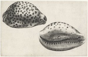 Kabuk, Kıbrıs tigris Kabuklar (seri başlığı) by Wenceslaus Hollar