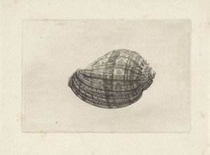 Kabuk, harpa majör Kabuklar (seri başlığı) by Wenceslaus Hollar