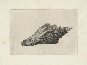 Kabuk, hemifusus ternatanus Kabuklar (seri başlığı) by Wenceslaus Hollar