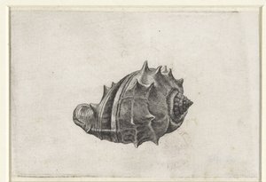 Kabuk, melongena melongena Kabuklar (seri başlığı) by Wenceslaus Hollar
