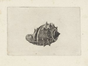 Kabuk, melongena melongena Kabuklar (seri başlığı) by Wenceslaus Hollar