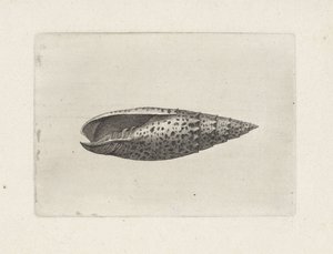 Kabuk, mitra papalis Kabuklar (seri başlığı) by Wenceslaus Hollar