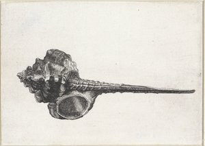 kabuk, murex haustellum Kabuklar (seri başlığı) by Wenceslaus Hollar