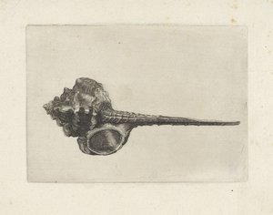Kabuk, murex haustellum Kabukları (seri başlığı) by Wenceslaus Hollar