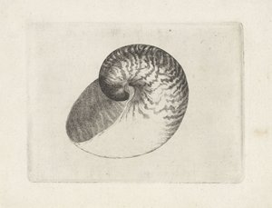 Kabuk, nautilus pompilius Kabuklar (seri başlığı) by Wenceslaus Hollar