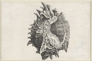 Kabuk, phyllonotus erythrostomus Kabuklar (seri başlığı) by Wenceslaus Hollar