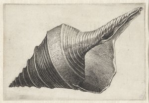Kabuk, syrinx aruanus Kabuklar (seri başlığı) by Wenceslaus Hollar