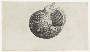 Kabuk, ton dolyum Kabuklar (seri başlığı) by Wenceslaus Hollar