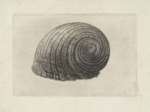 Kabuk, ton galea Kabuklar (seri başlığı) by Wenceslaus Hollar