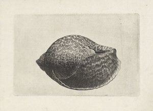 Kabuk, ton perdix Kabuklar (seri başlığı) by Wenceslaus Hollar