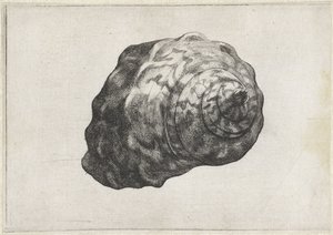 Kabuk, turbo sarmaticus Kabuklar (seri başlığı) by Wenceslaus Hollar