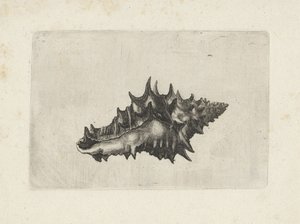 Kabuk, vasum seramik Kabuklar (seri başlığı) by Wenceslaus Hollar