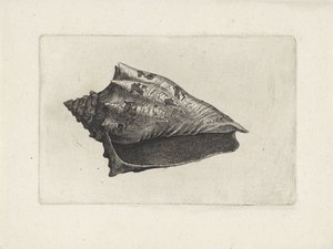 Kabuk, voluta ebraea Kabuklar (seri başlığı) by Wenceslaus Hollar