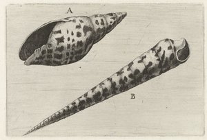 Schelpen, mitra cardinalis (A) ve terebra subulata (B) Schelpen (seri başlığı) by Wenceslaus Hollar