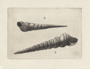 Kabuklar, turritella terebra (A) ve turritella duplicata (B) Kabuklar (seri başlığı) by Wenceslaus Hollar