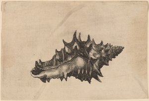 Kabuk (Vasum seramik) by Wenceslaus Hollar