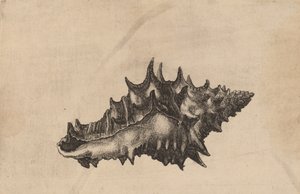 Kabuk Vasum seramik, c. 1645. by Wenceslaus Hollar