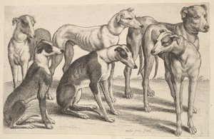 Altı Tazı, 1646. by Wenceslaus Hollar