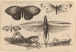 Altı Böcek by Wenceslaus Hollar