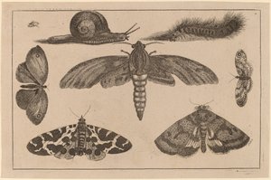 Altı Böcek, Bir Tırtıl ve Bir Salyangoz by Wenceslaus Hollar