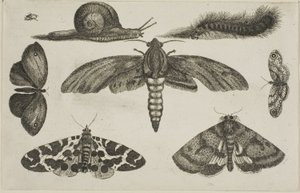 Altı Böcek, Tırtıl ve Salyangoz by Wenceslaus Hollar