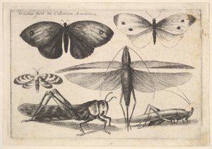 Altı böcek, 1646. by Wenceslaus Hollar