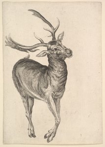 Geyik, 1625-77. by Wenceslaus Hollar