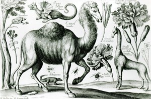 D. Loggan tarafından oyulmuş Hayvanlar ve Çiçekler Çalışması by Wenceslaus Hollar